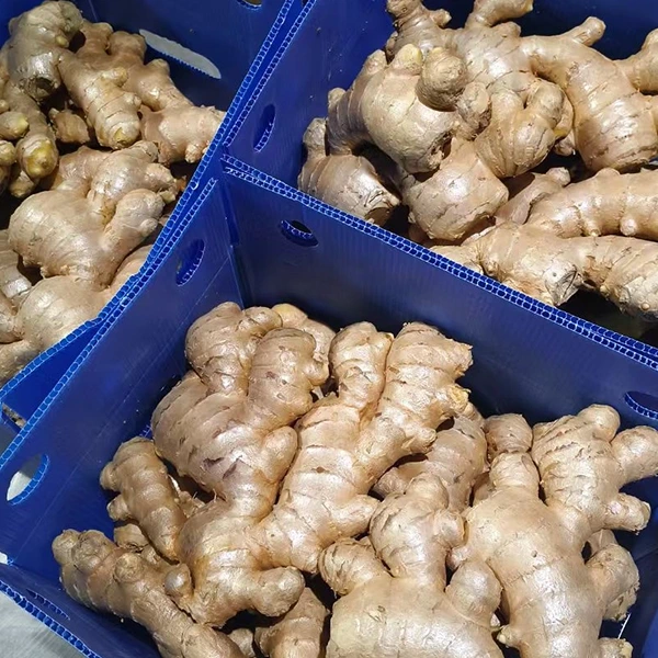 Nova Gingiberi Market amplectitur Quality Upgrade