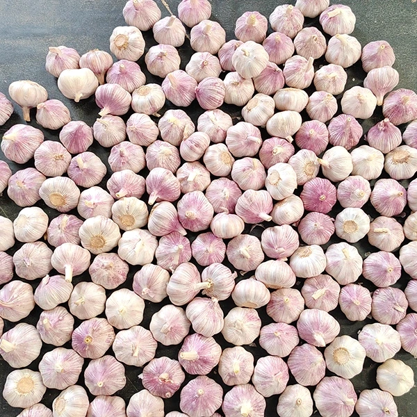 Huaang Food Processing Announces Expansion of Allium Supple Chain