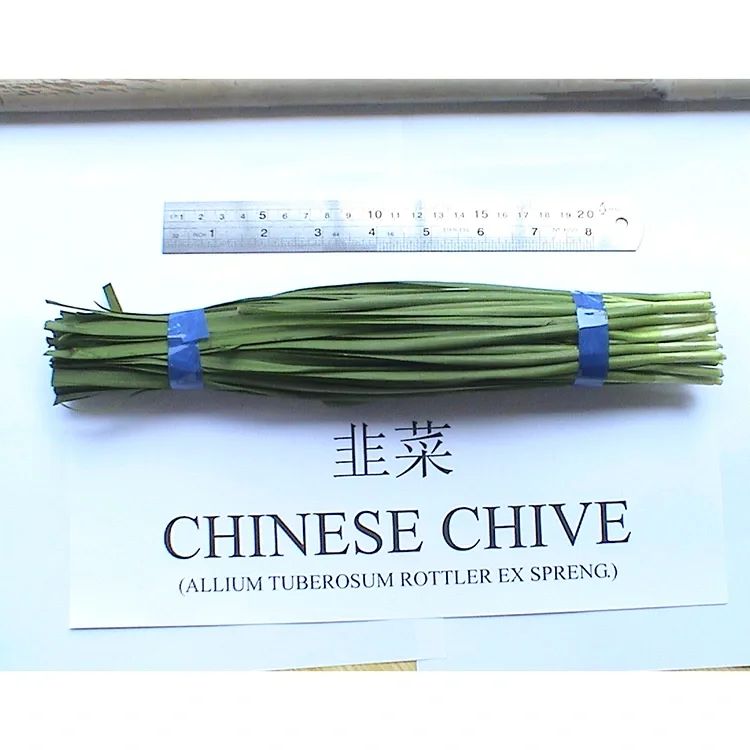 Cur firme recentes Chinese Chives late in Asia Cuisine?