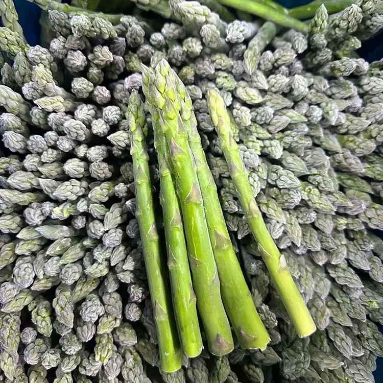 Electus Quid Green Asparagus pro Congruentes Foodservice et Ingredient Supple