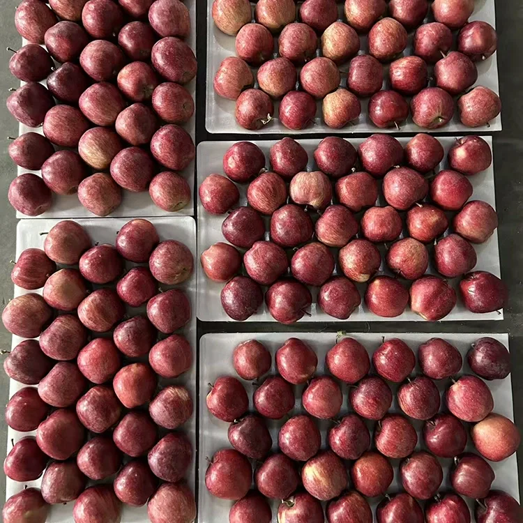 Clara Rubrum stella Apples