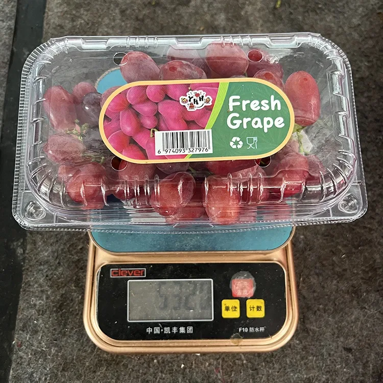 Exportare Grade Nova Vermiculus Semen Uvarum