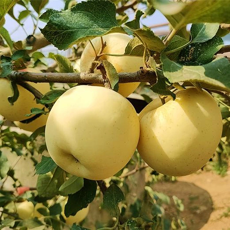 Nova poma aurea delectamentum