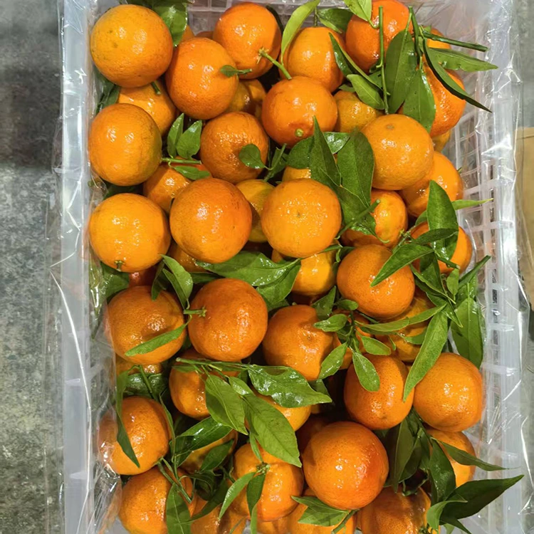 Nova Mashui Mandarin