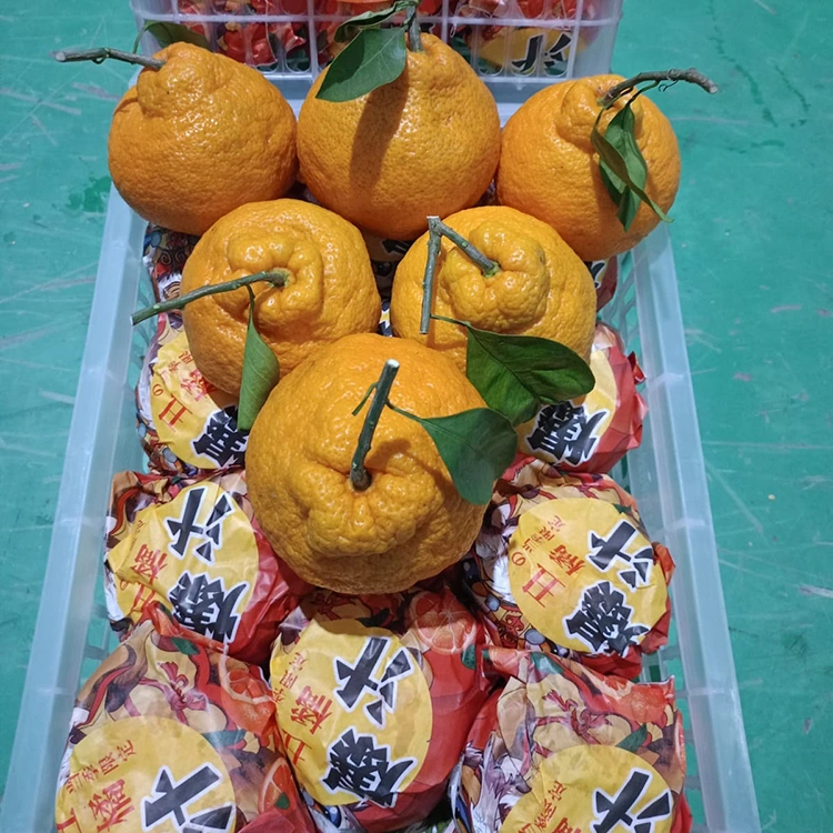 Nova Shiranui Mandarin