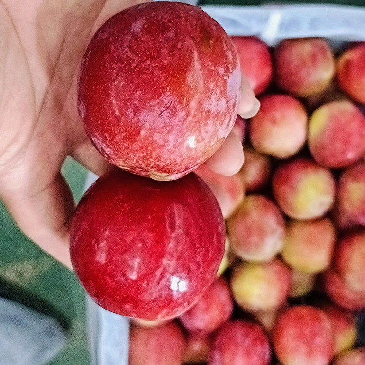 Nova Dulce Rubrum Meiyi Plum