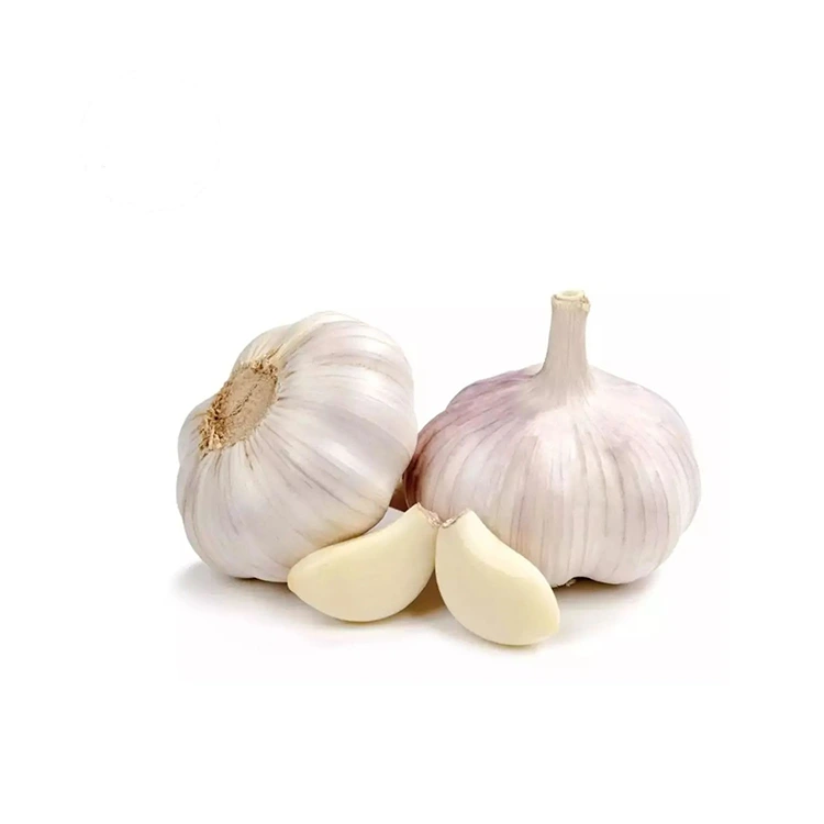 Premium Firmum et Plump Normal White Allium
