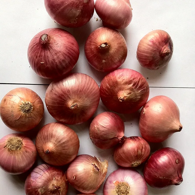 Premium Fresh Red Cepe