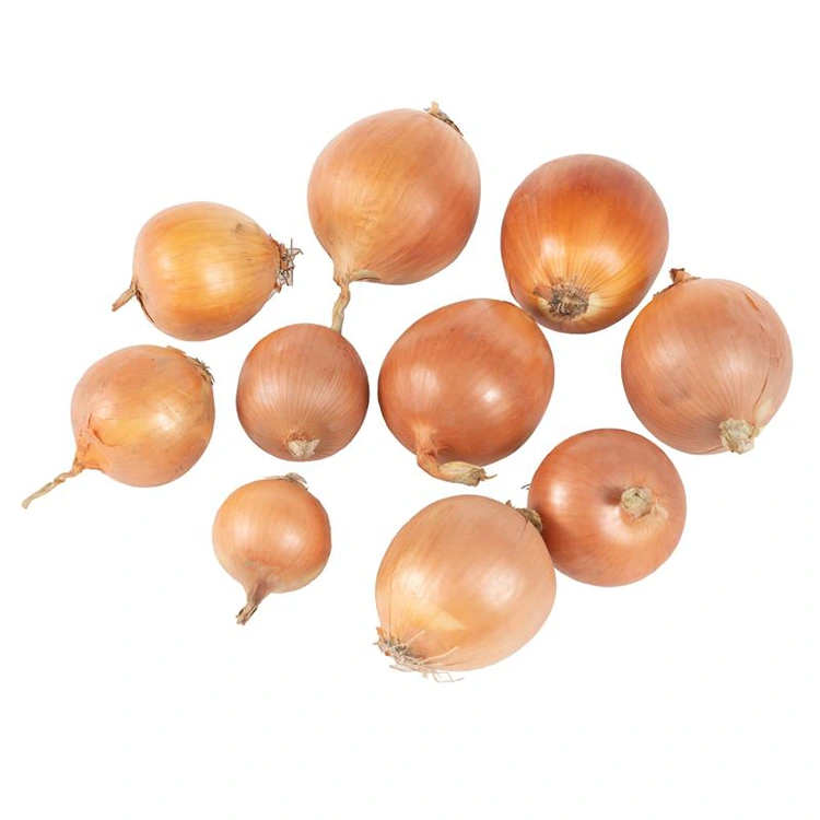 Premium Fresh Yellow Cepe