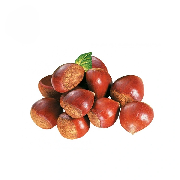 Premium Quality castaneae