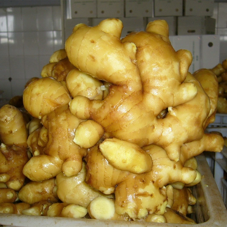 CONDITUS Nova aromatica Gingiberi