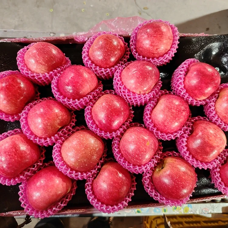 Superior Nova Jiguan Poma