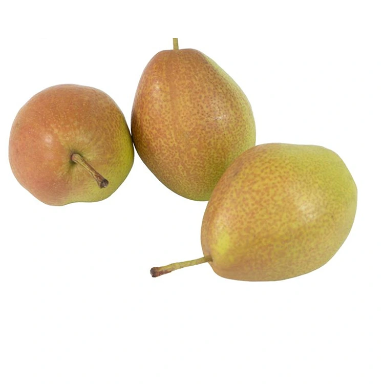Superior Quality Fresh Hongxiangsu Pira