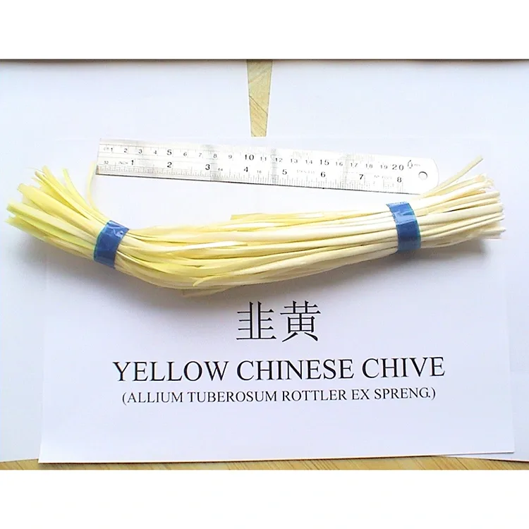 Yellow Chives tenera